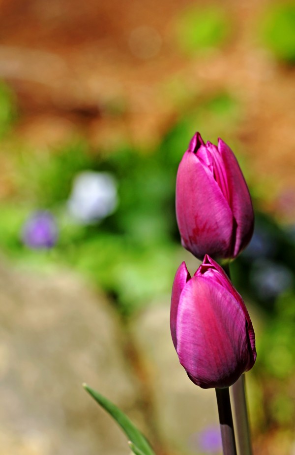 Simple Beauty by Deb Oppermann